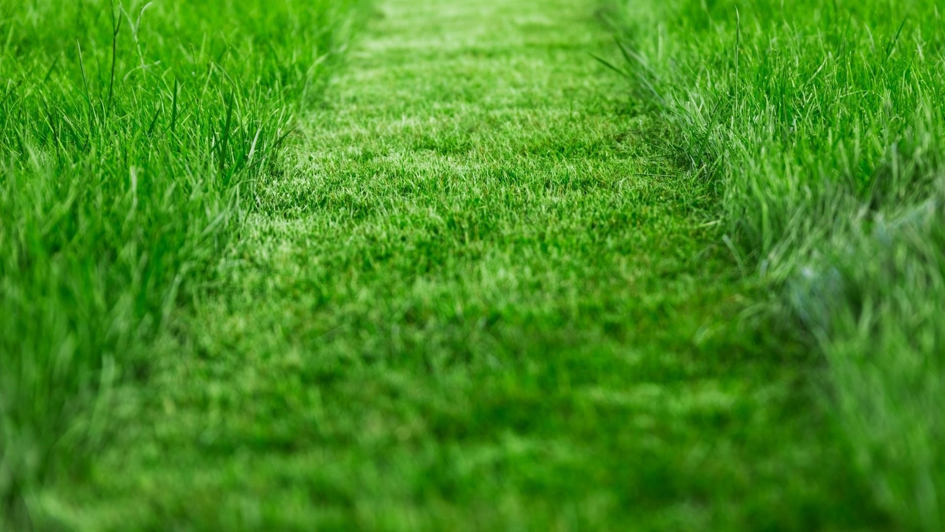 Freshly mowed lawn with perfect green grass, showcasing professional lawn care