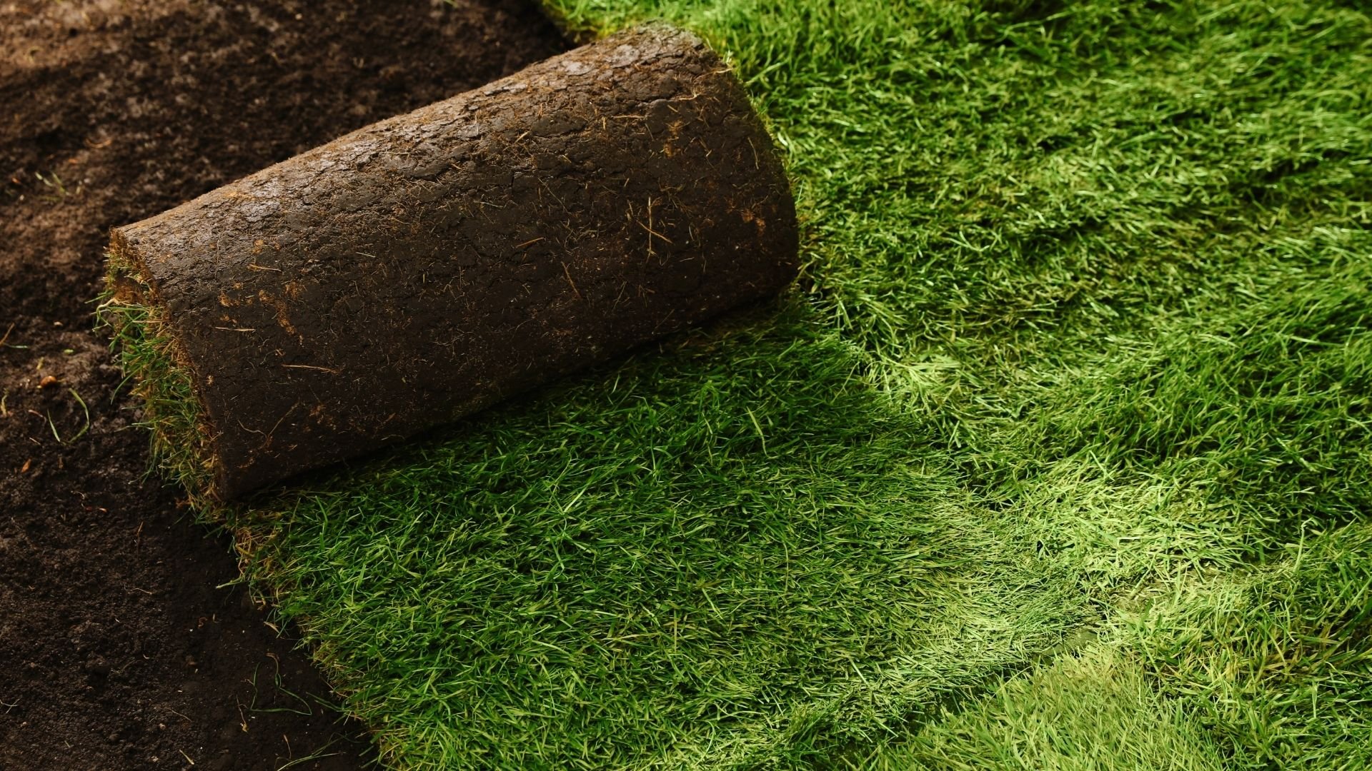 Fresh sod roll demonstrates professional lawn care and landscaping technique