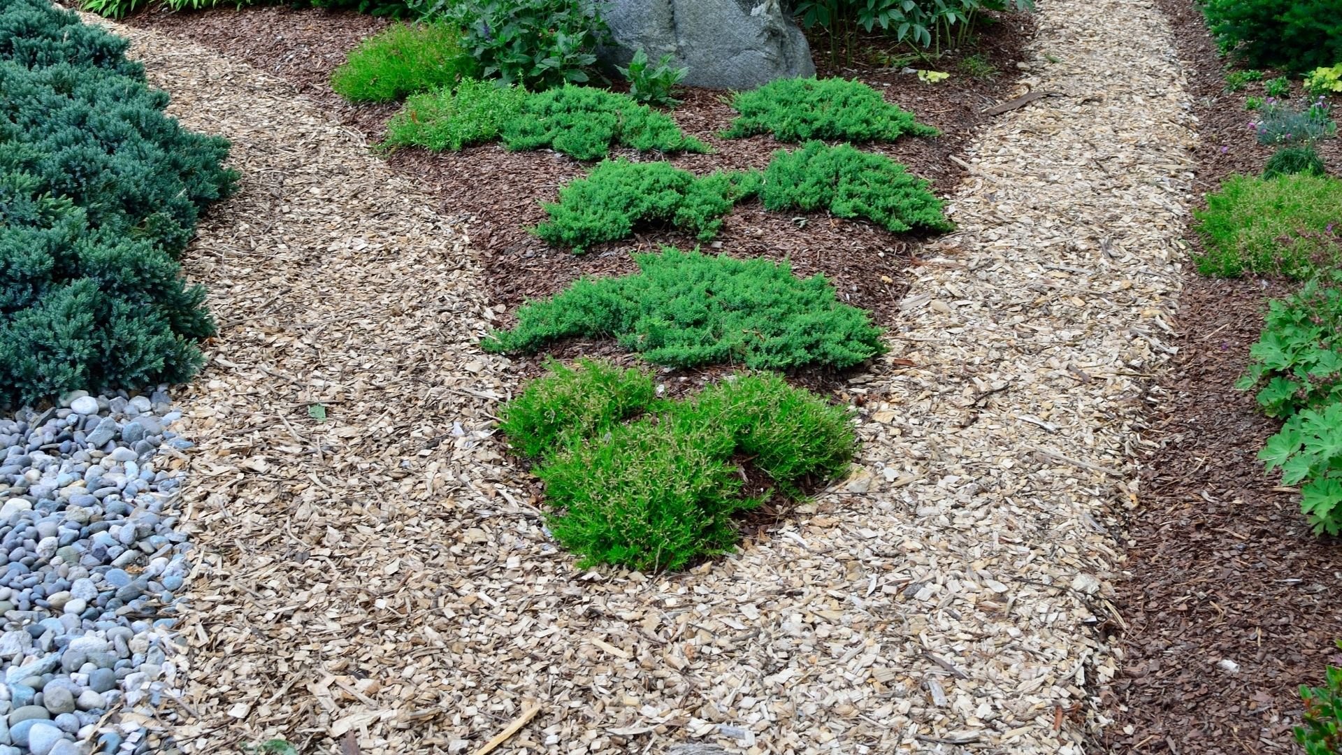 Green shrubs on mulched ground with rocks, showcasing professional lawn care design